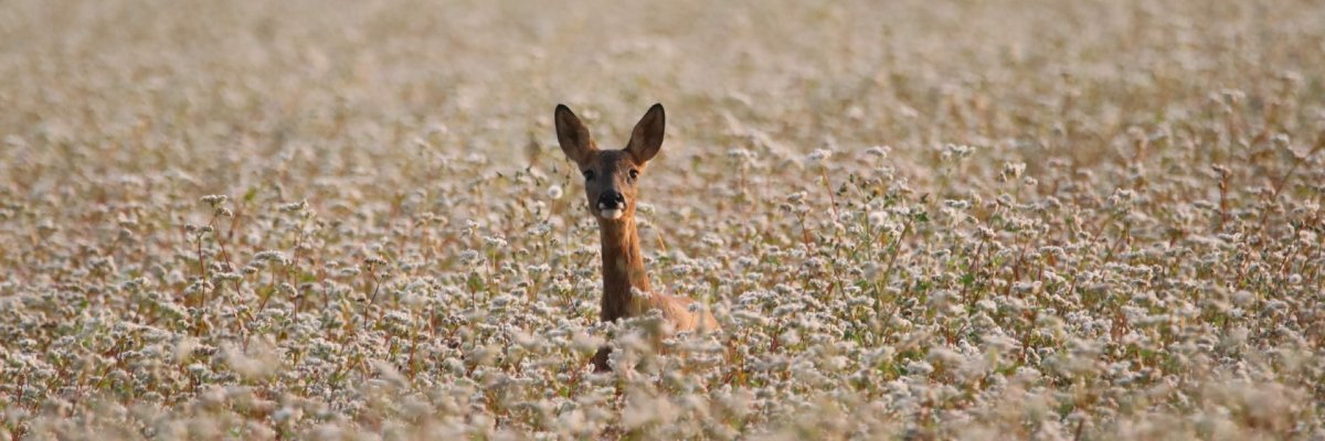 Reh im Feld