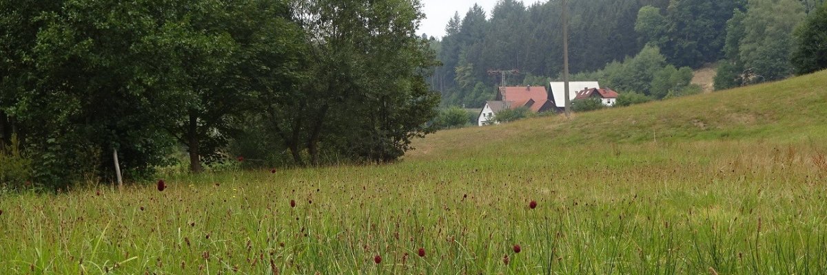 Foto des Fauna-Flora-Habitat-Gebiets Jakobsgrund und Gammelsbachaue