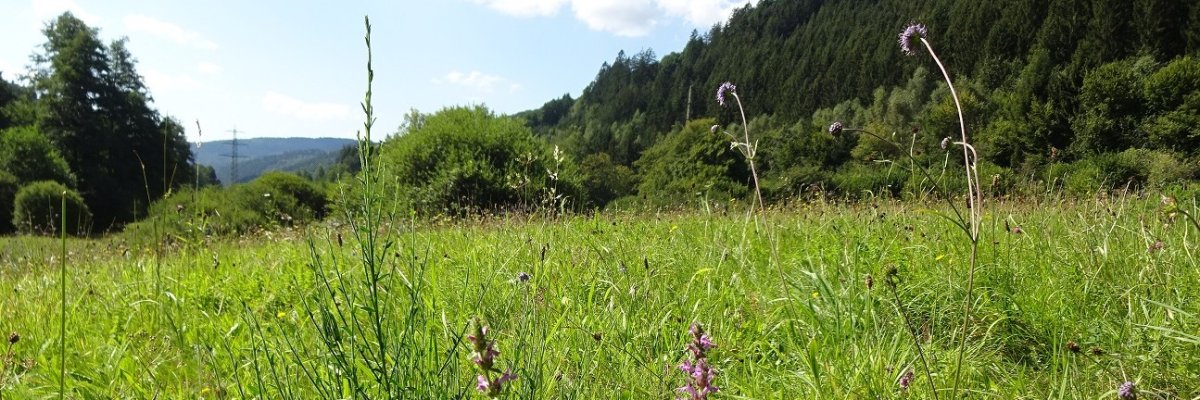 Foto des Naturschutzgebiets Finkenbachtal 