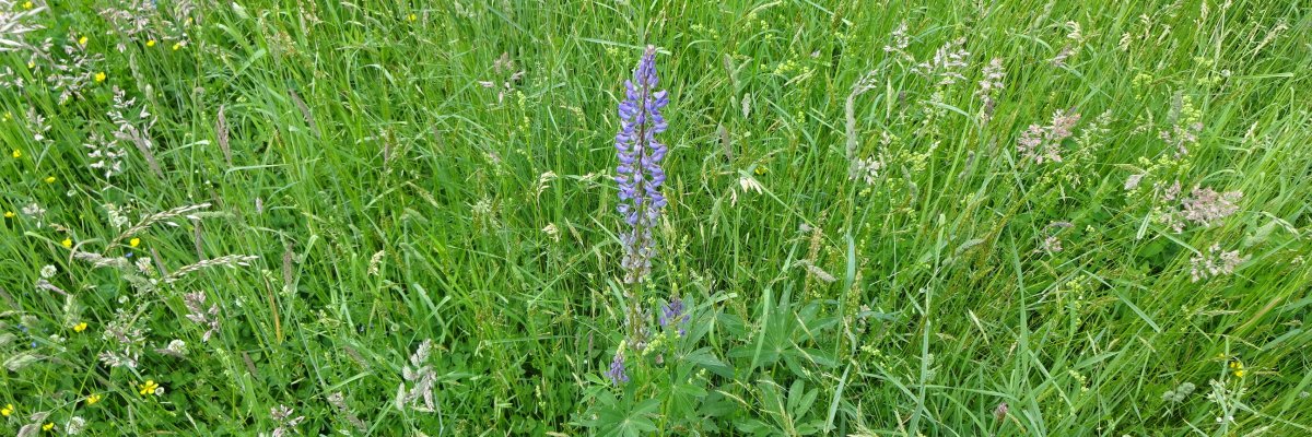 Foto der Vielblättrigen Lupine 