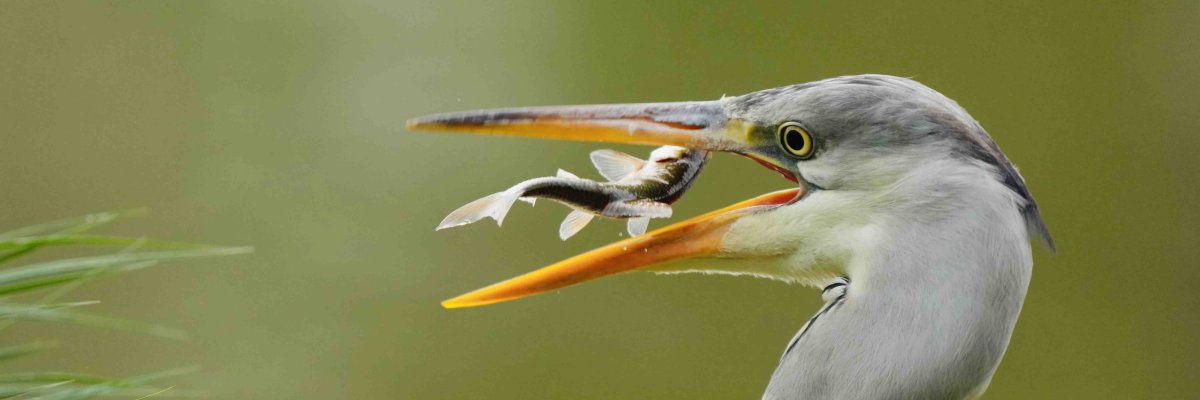 Das Foto zeigt einen Vogel, der mit dem Schnabel einen Fisch gefangen hat
