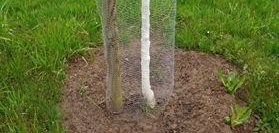 Das Foto zeigt ein Drahtgeflecht um einen jungen Baum, um ihn vor Bibern zu schützen.