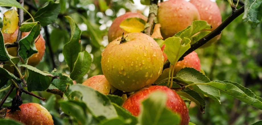 Apfel am Baum