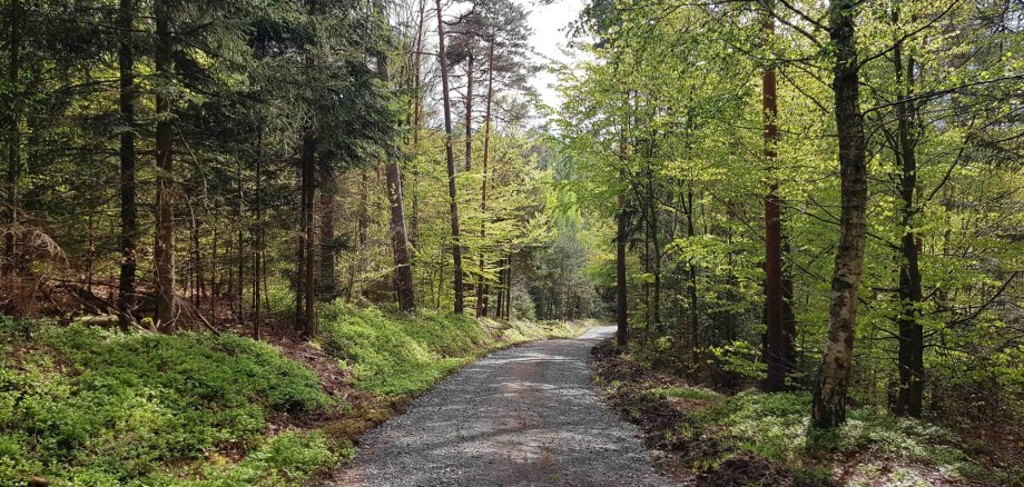 Weg im Wald