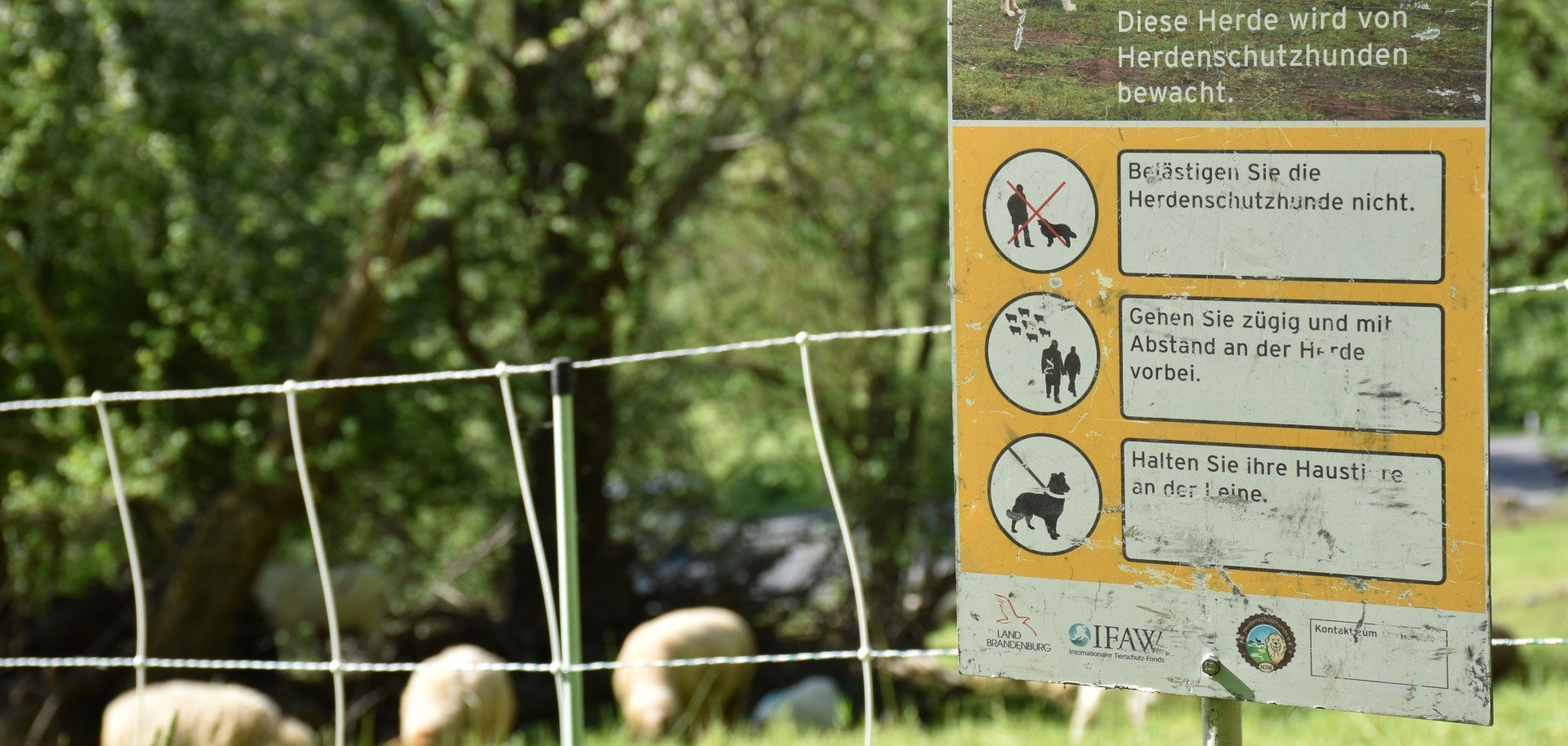 Das Foto zeigt eine Hinweistafel zum Umgang mit Herdenschutzhunden bei einer Herde in Höchst.