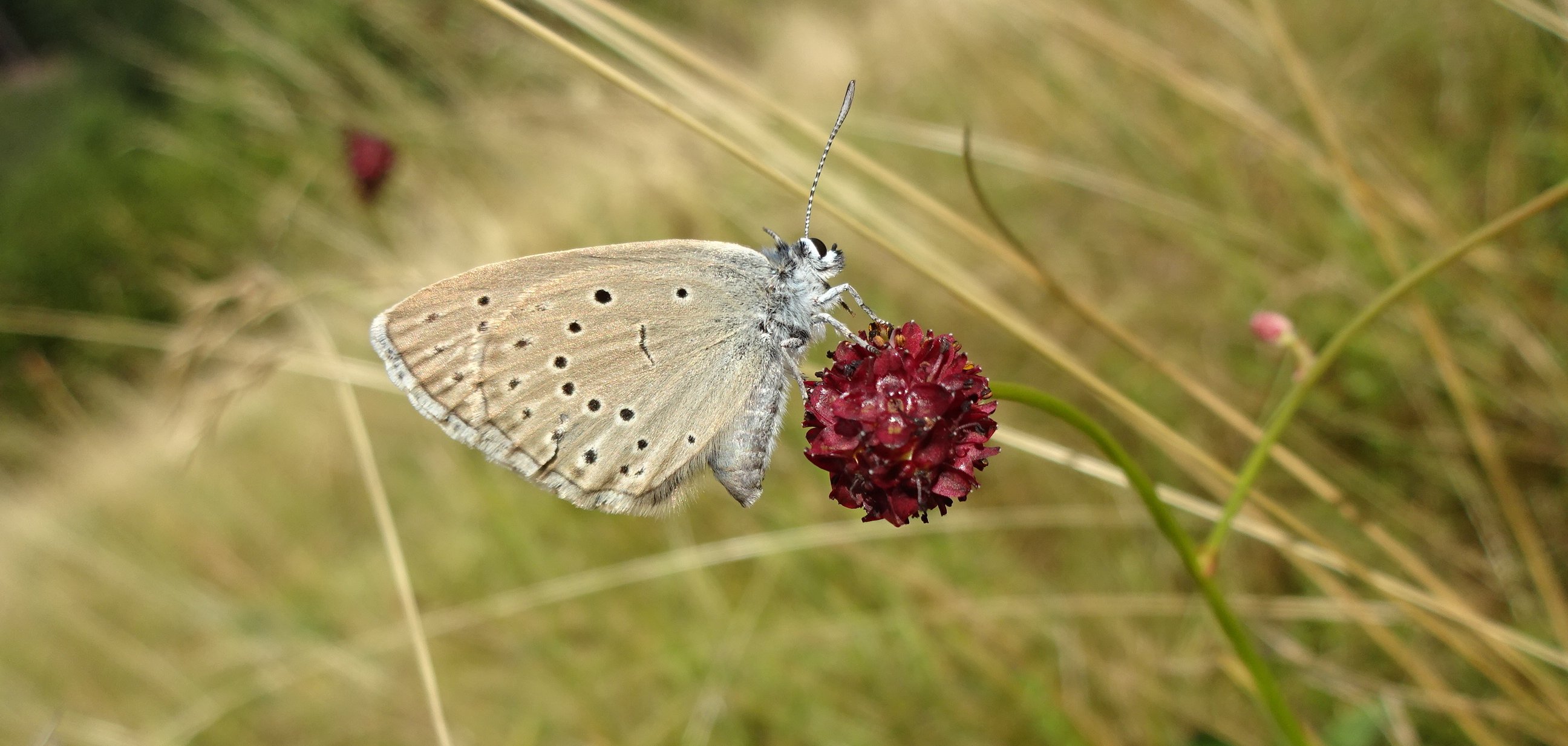 Das Foto zeigt den Hellen Wiesenknopf-Ameisenbläuling.