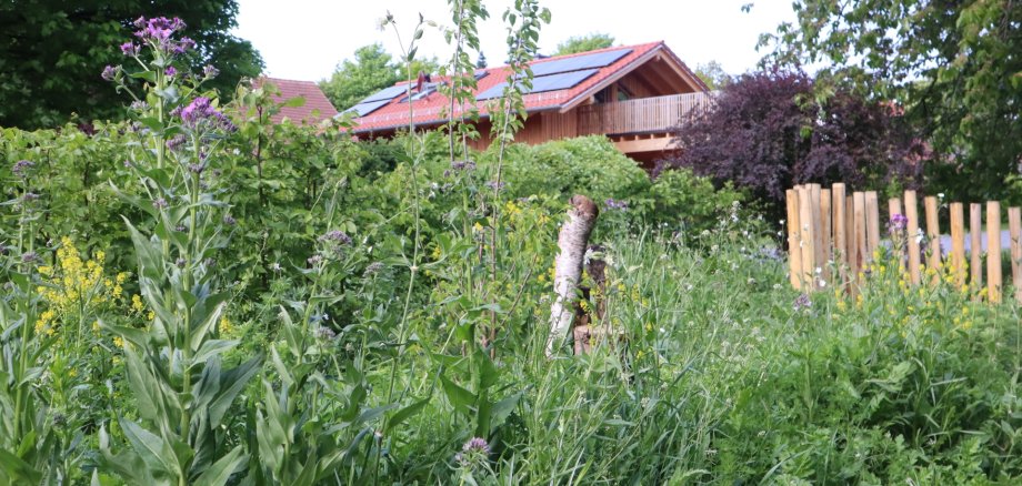 Foto eines Naturgartens