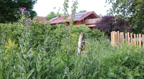 Foto eines Naturgartens