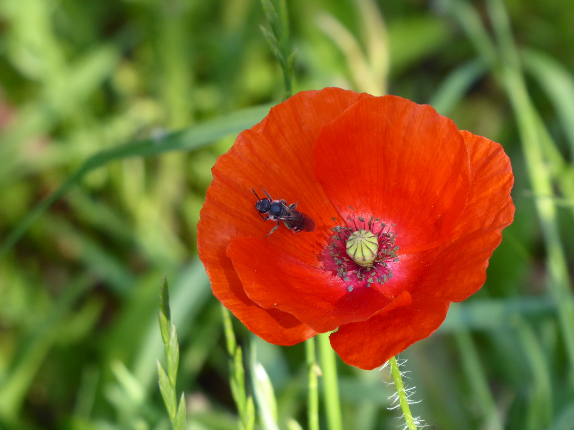 Foto Mohnblume 