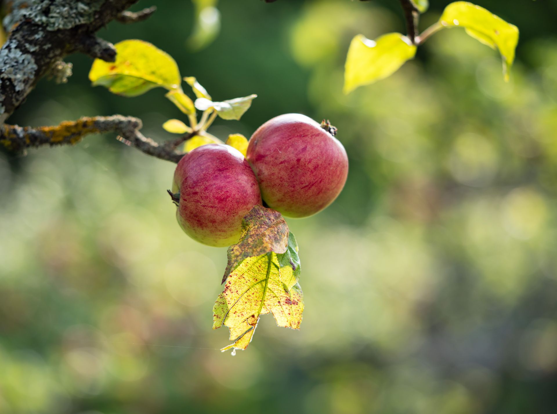 Apfel am Baum