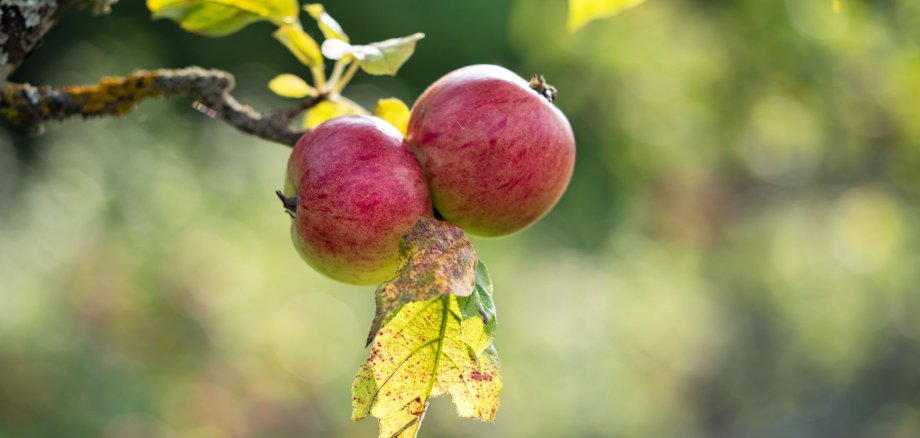 Apfel am Baum