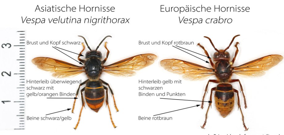 Die Abbildung zeigt die heimische und die Asiatische Hornisse im Vergleich.