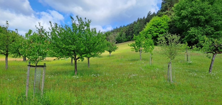 Eine Streuobstwiese in Oberzent