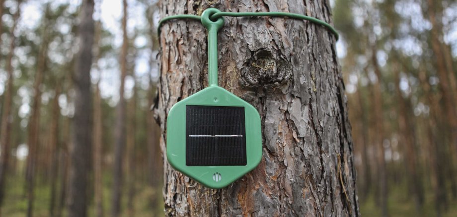 Schnüffelsensor an einem Baum