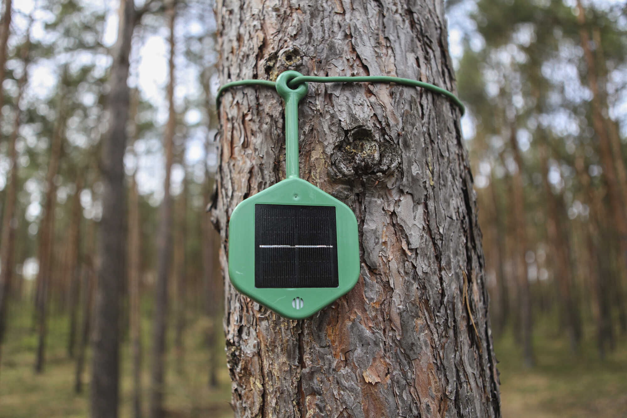 Schnüffelsensor an einem Baum