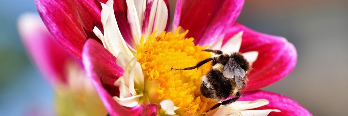 Hummel in Blüte