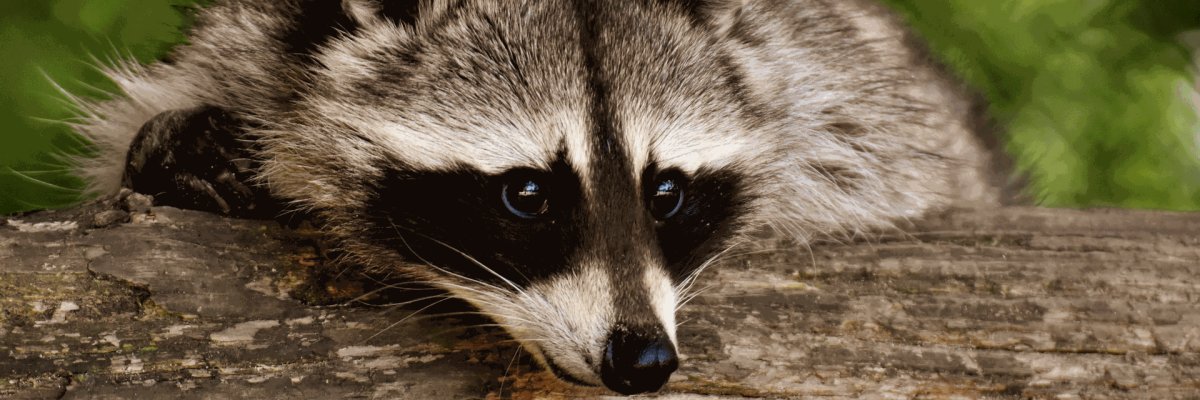 Waschbär
