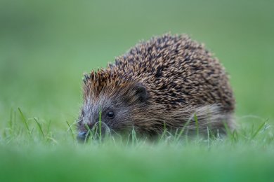 Igel